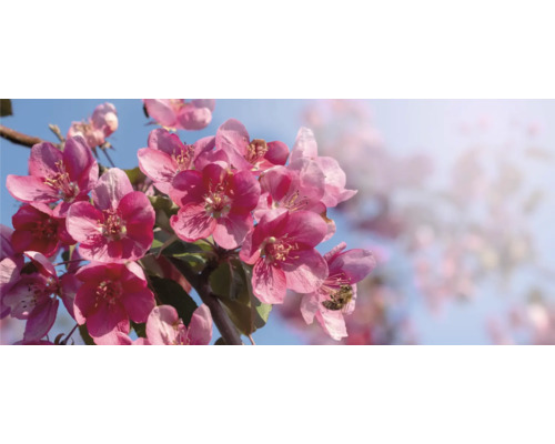 Närbild av prydnadsapelblommor mot en blå himmel