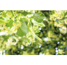 Närbild av lindblad och blommor