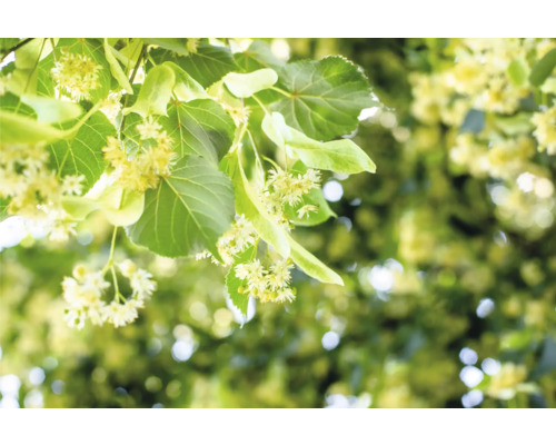 Närbild av lindblad och blommor