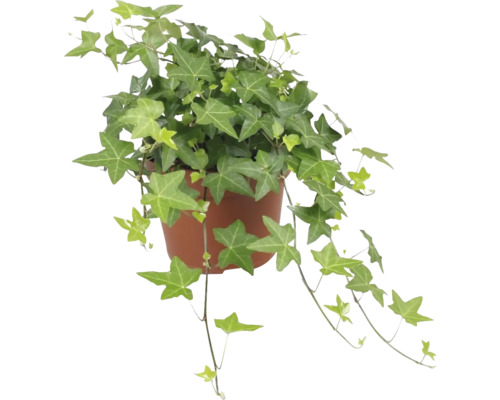 Murgröna grön FLORASELF Hedera helix ca 20cm Ø13cm Murgröna grön FLORASELF Hedera helix ca 20cm Ø13cm