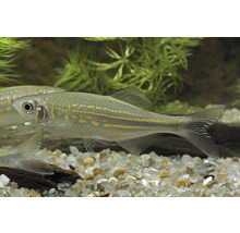 Zebraciklider i akvarium