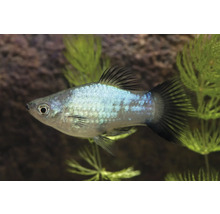 Akvariefisk Platy Blå Neon Wagtail 3,5-5cm