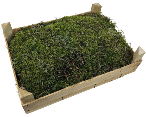 Mossa i en trälåda