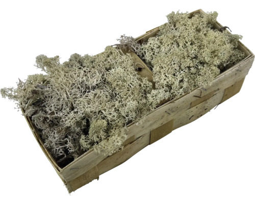 Dekorativ isländsk mossa i en träkorg