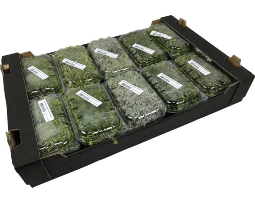 Mossplattor i en låda