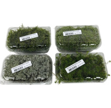 Fyra skålar med pysselmossa, olika sorter