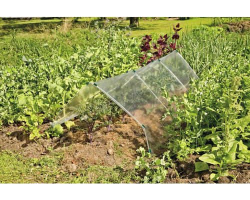 Grönsaksträdgård med kallbänk