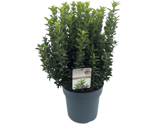 Japansk benved FLORASELF Euonymus japonicus 'Green Spire' 50-60cm co 10L buskig Buxbom i kruka