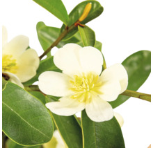 Närbild av en Michelia-planta med blomma och blad