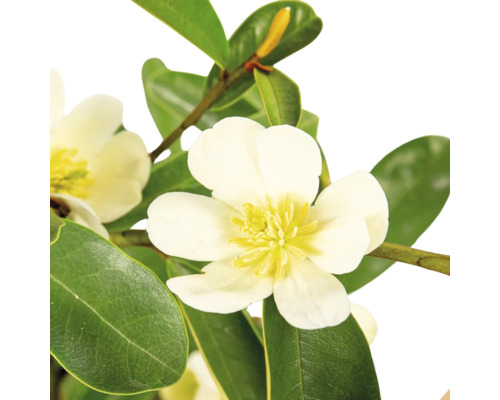 Närbild av en Michelia-planta med blomma och blad