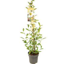 Magnoliaträd i kruka med stödpinne och växtetikett