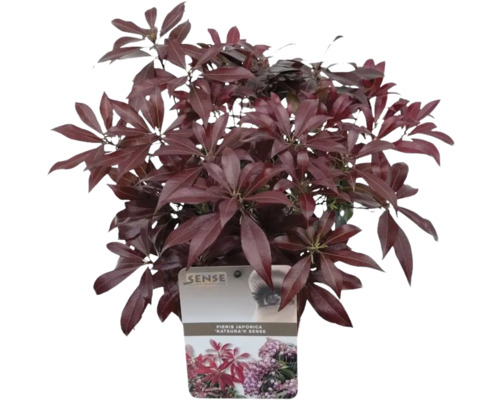 Japanskt buskrosling ''Katsura'' i kruka