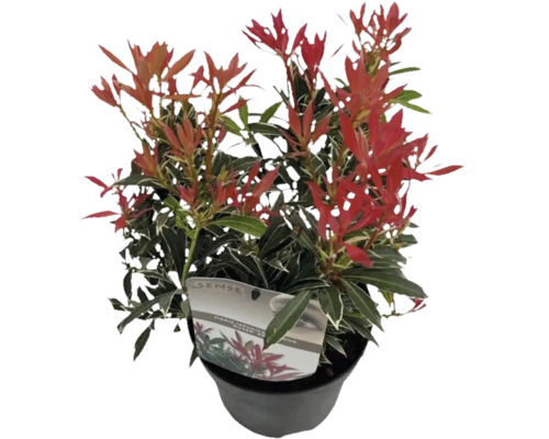 Japansk buskrosling FLORASELF Pieris japonica Flaming Silver 15-20cm co 1,5L