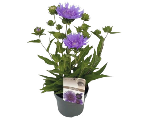 Blåklintsaster FLORASELF Stokesia laevis 'Mega Mels'® krukstorlek Ø19cm