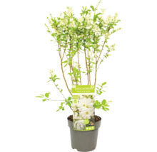 Exochorda-växt i kruka med vita blommor och gröna blad