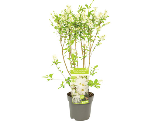 Exochorda-växt i kruka med vita blommor och gröna blad