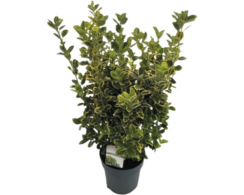 Japansk benved FloraSelf Euonymus japonicus 'Aureomarginatus' 50-60cm co 10L buskig