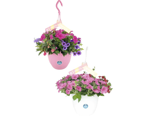 Blooming Joy Mother ampel FLORASELF krukstorlek Ø27cm