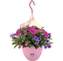 Hängande ampel med olika blommor i en plastkruka