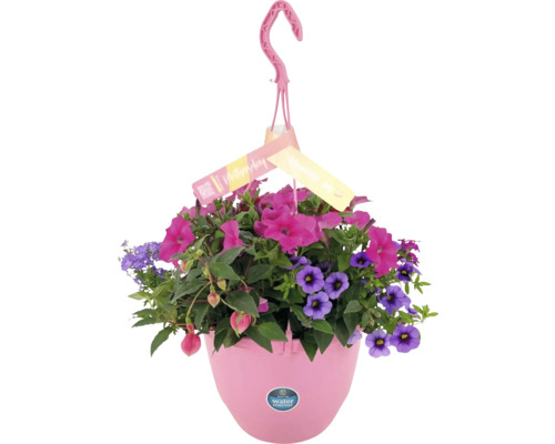 Hängande ampel med olika blommor i en plastkruka