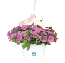 Hängpetunia i vit hängkruka