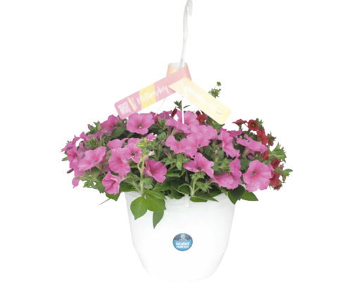 Hängpetunia i vit hängkruka