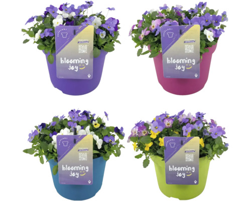 Hornviol FLORASELF Viola cornuta Blooming Joy Trio 3-färgig krukstorlek Ø21cm Fyra violer i krukor i olika färger