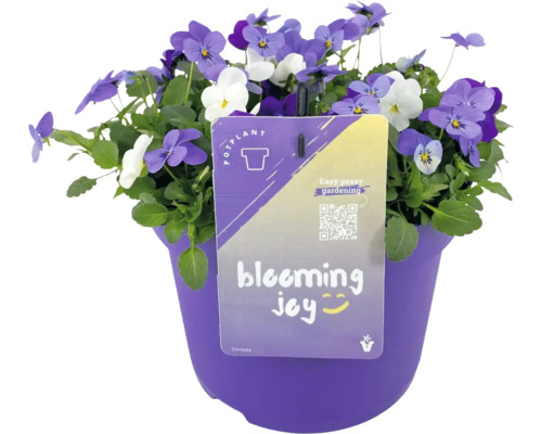 Blommande violer i kruka för utomhusbruk