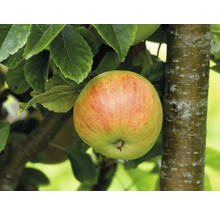 Äppelträd OMNIA GARDEN Malus domestica 'Hampus' inkl. uppbindningskit