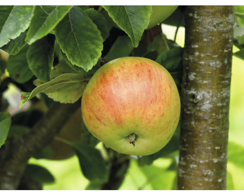 Äppelträd OMNIA GARDEN Malus domestica 'Hampus' inkl. uppbindningskit