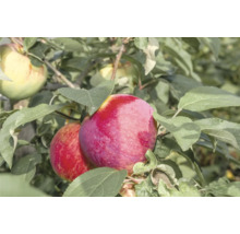 Äppelträd OMNIA GARDEN Malus domestica 'Birgit Bonnier' E