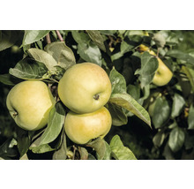 Äppelträd OMNIA GARDEN Malus domestica 'Oranie' E inkl. uppbindningskit