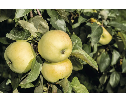 Äppelträd OMNIA GARDEN Malus domestica 'Oranie' E inkl. uppbindningskit