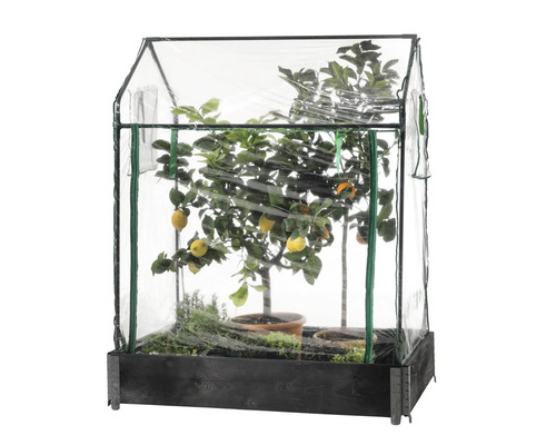 Växthus med citronträd i kruka