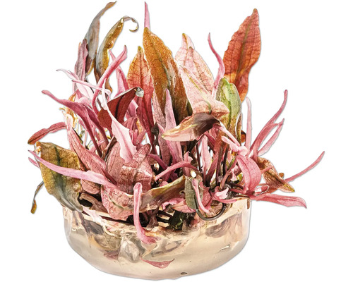 Akvarieväxt DENNERLE PLANTS Flamingovattenkalla Cryptocoryne spec.'Flamingo' in vitro