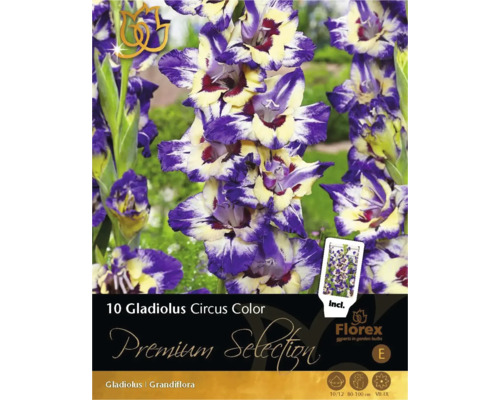 Blomsterlök Premium Selection Gladiolus 'Circus Colour' 10st