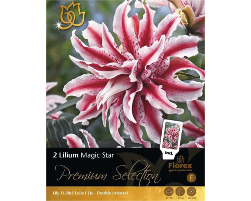 Blomsterlök Premium Selection Orientalisk lilja 'Magic Star' 2st