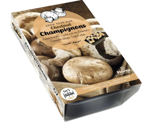 Svampodlingsset bruna champinjoner 750g