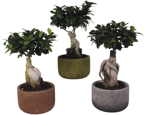 Citronfikus FLORASELF Ficus microcarpa Ginseng ca 45cm Ø21cm inkl. keramikkruka Liam