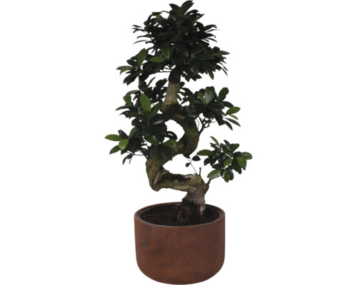 Citronfikus FLORASELF Ficus microcarpa Ginseng ca 70cm Ø25cm inkl. keramikkruka Liam