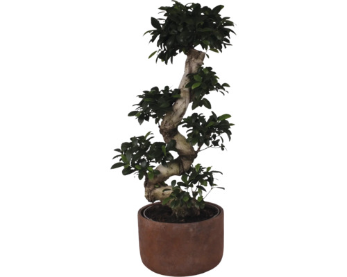 Citronfikus FLORASELF Ficus microcarpa Ginseng ca 80cm Ø27cm inkl. keramikkruka Liam