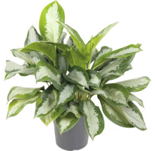 Aglaonema krukväxt i kruka
