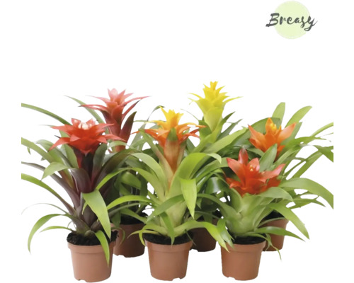 Bromelia mix FLORASELF Bromelia 'Cupcake' 20-25cm Ø9cm tillfälligt sortiment Flera bromeliaplantor med olika färgade blommor i krukor.