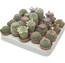 Bricka med olika blommande kaktusar