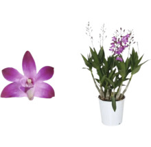 Orkidé FLORASELF Orchidee Dendrobium Berry Oda 6-8 grenar 40cm Ø12cm
