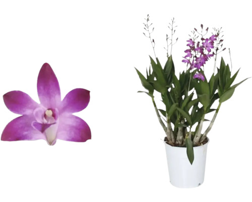 Dendrobium FLORASELF Dendrobium x Hybride 'Berry Oda' 6-8 grenar krukstorlek Ø12cm Dendrobium Nobile orkidé i kruka och närbild av en blomma