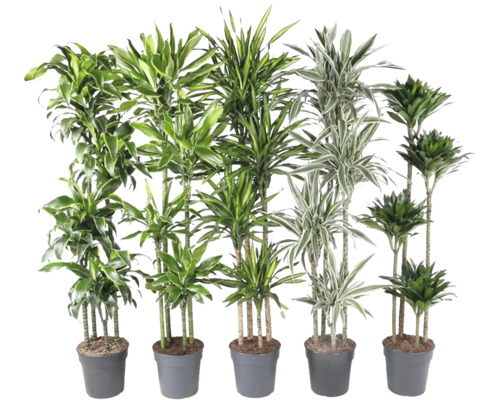 Dracena lyxmix FLORASELF Dracaena ca 180cm Ø27cm