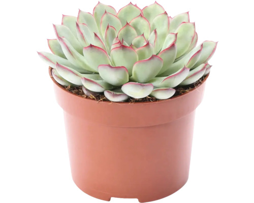 Echeveria () Echeveria