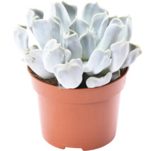 Echeveria FLORASELF Echeveria 'Thriller Pearl' 15-17cm Ø12cm