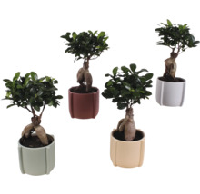 Flera Ficus Ginseng Bonsai-växter i krukor
